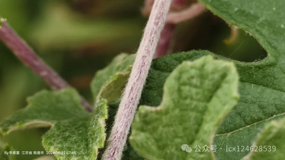 物语之中国特有物种--蘡薁(yīng yù)(Vitis bryoniifolia) - 关注森林