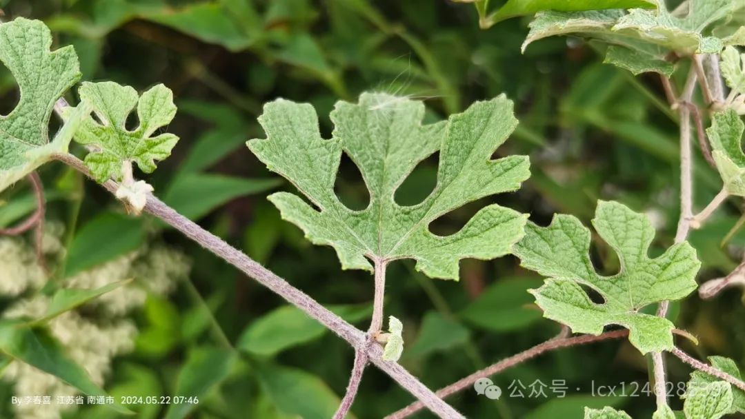 物语之中国特有物种--蘡薁(yīng yù)(Vitis bryoniifolia) - 关注森林