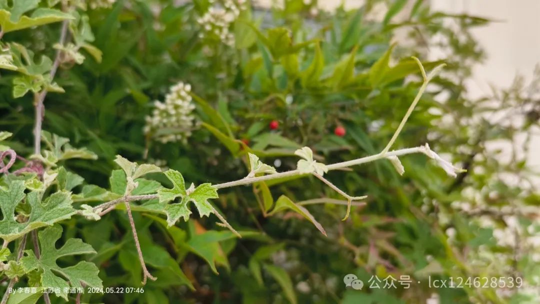 物语之中国特有物种--蘡薁(yīng yù)(Vitis bryoniifolia) - 关注森林
