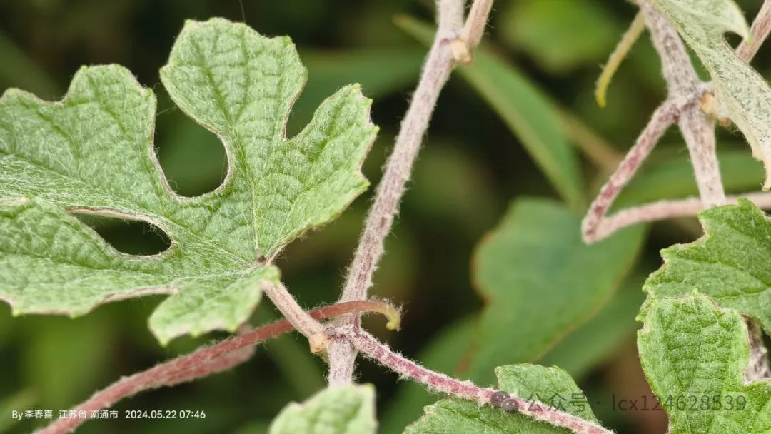 物语之中国特有物种--蘡薁(yīng yù)(Vitis bryoniifolia) - 关注森林