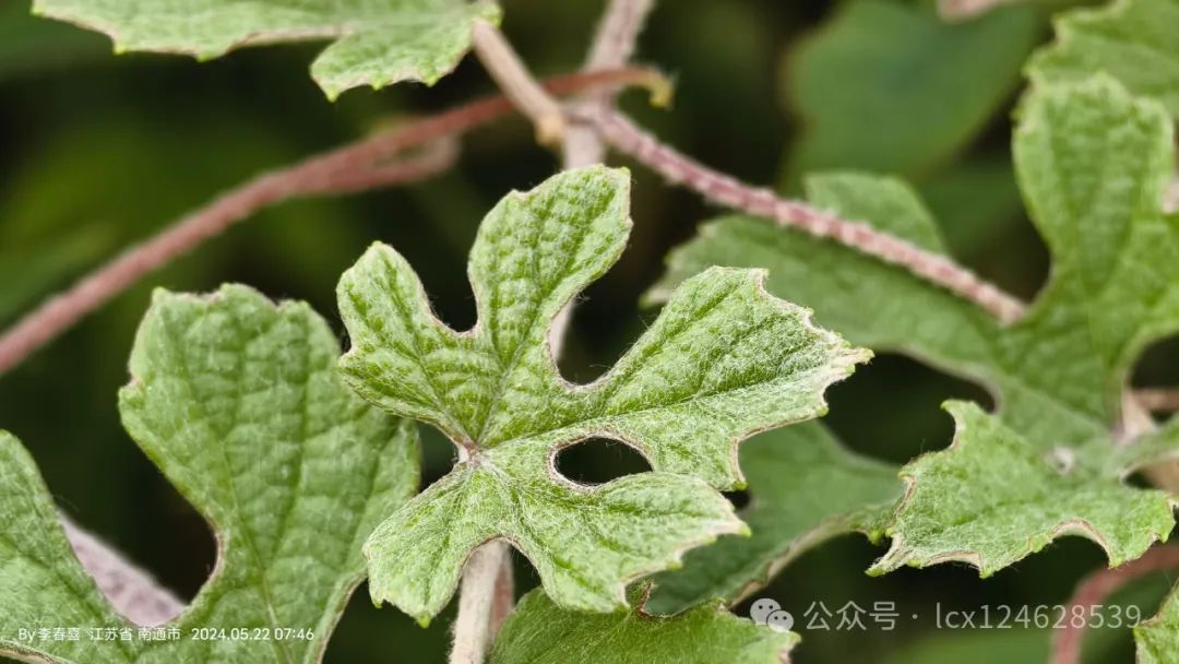 物语之中国特有物种--蘡薁(yīng yù)(Vitis bryoniifolia) - 关注森林