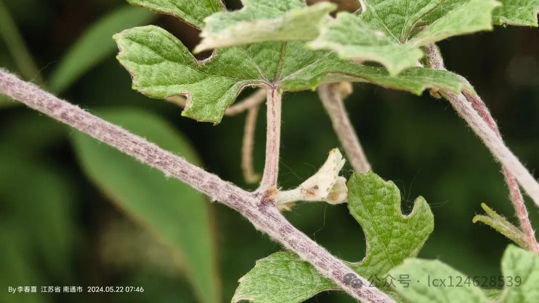 物语之中国特有物种--蘡薁(yīng yù)(Vitis bryoniifolia) - 关注森林