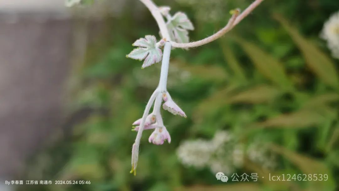 物语之中国特有物种--蘡薁(yīng yù)(Vitis bryoniifolia) - 关注森林