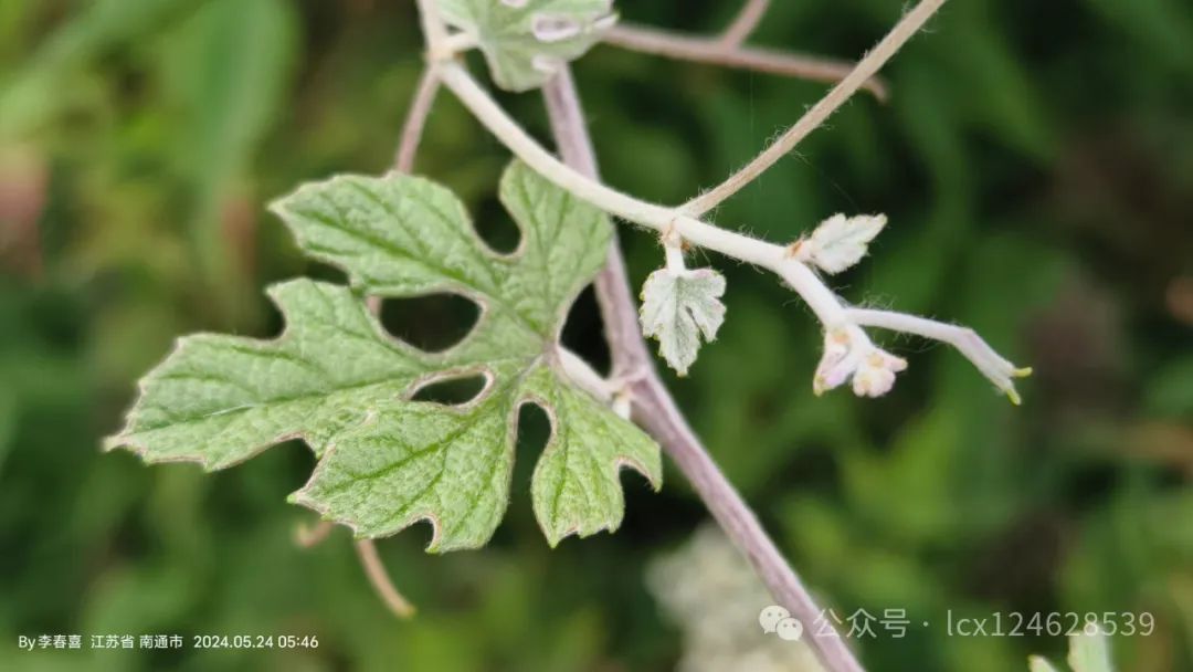 物语之中国特有物种--蘡薁(yīng yù)(Vitis bryoniifolia) - 关注森林