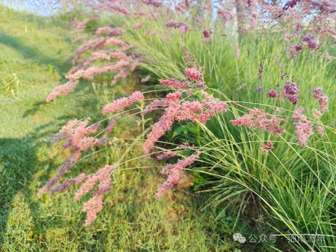 璀璨星河,红毛草