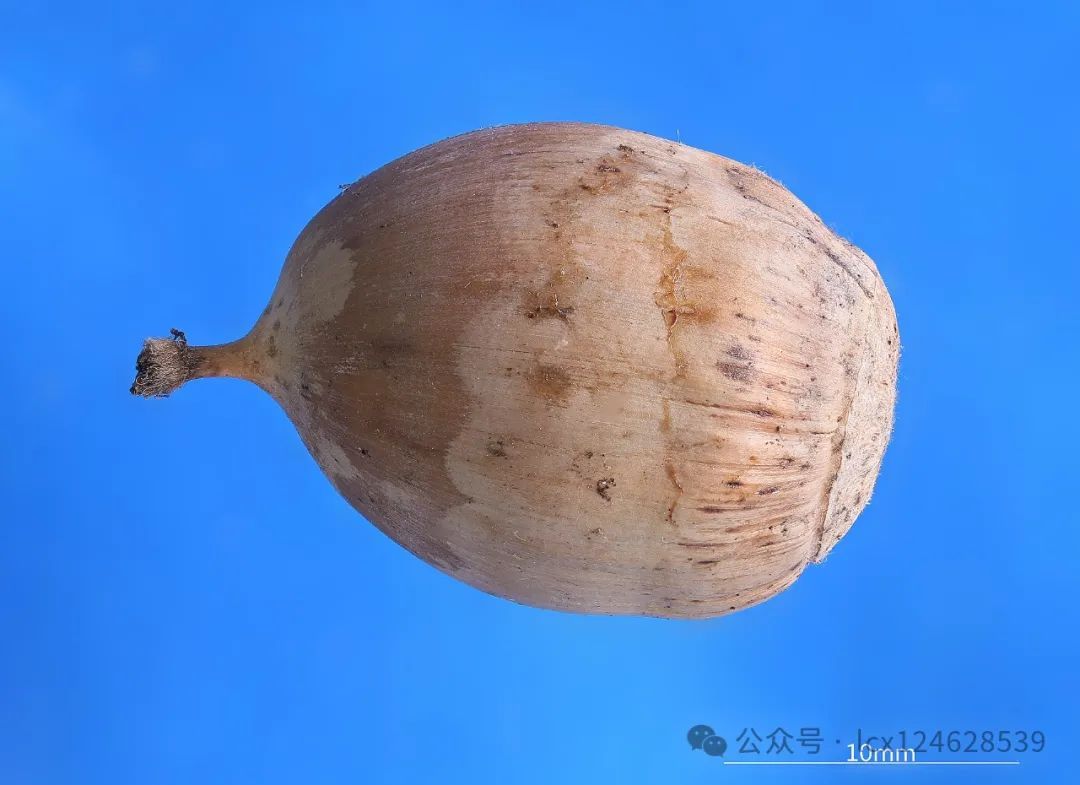 物语之槲树(Quercus dentata) - 关注森林