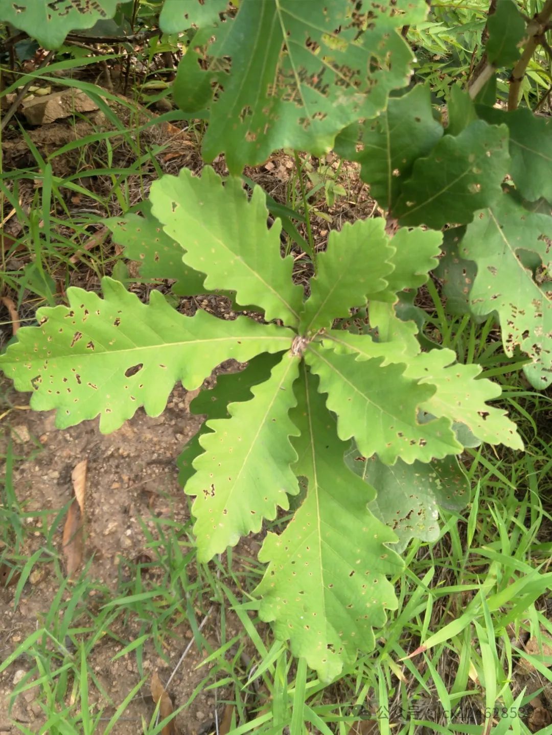 物语之槲树(Quercus dentata) - 关注森林