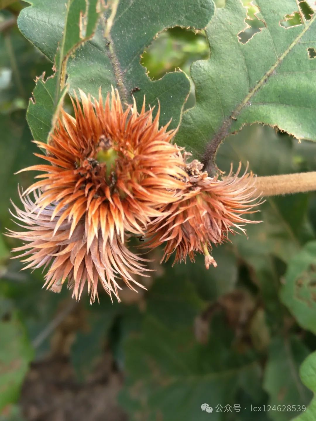 物语之槲树(Quercus dentata) - 关注森林
