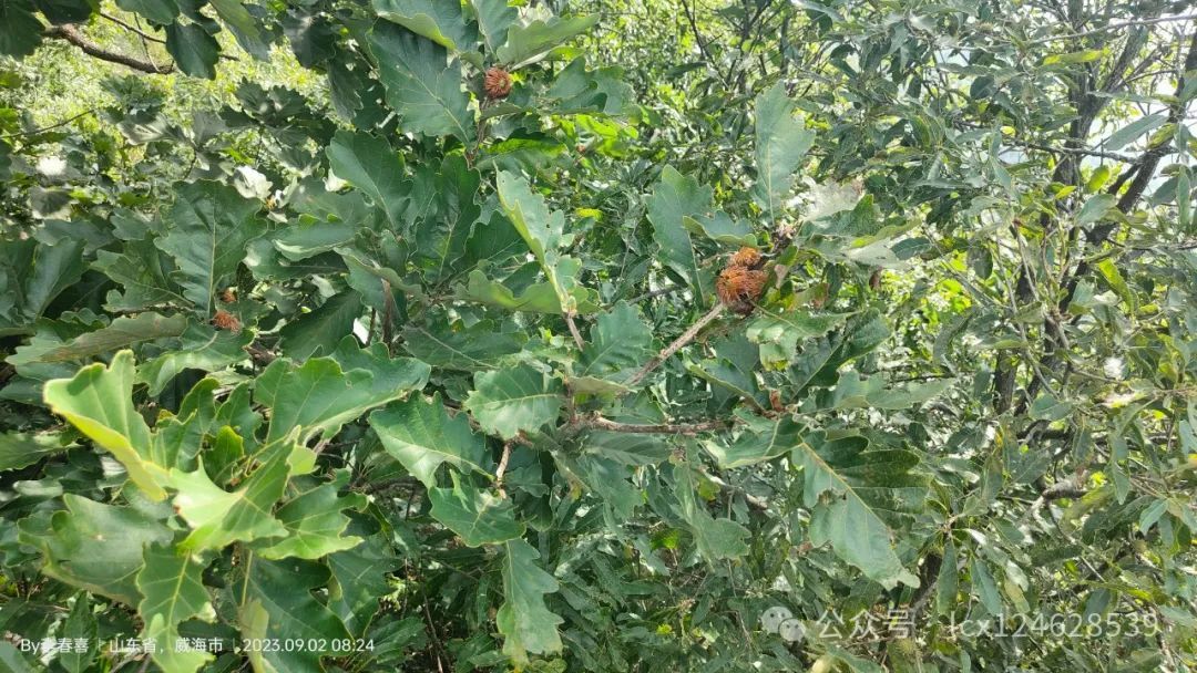 物语之槲树(Quercus dentata) - 关注森林
