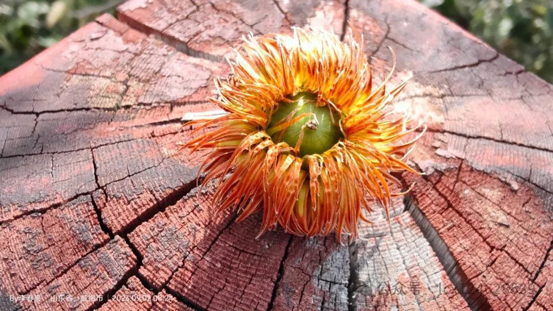 物语之槲树(Quercus dentata) - 关注森林