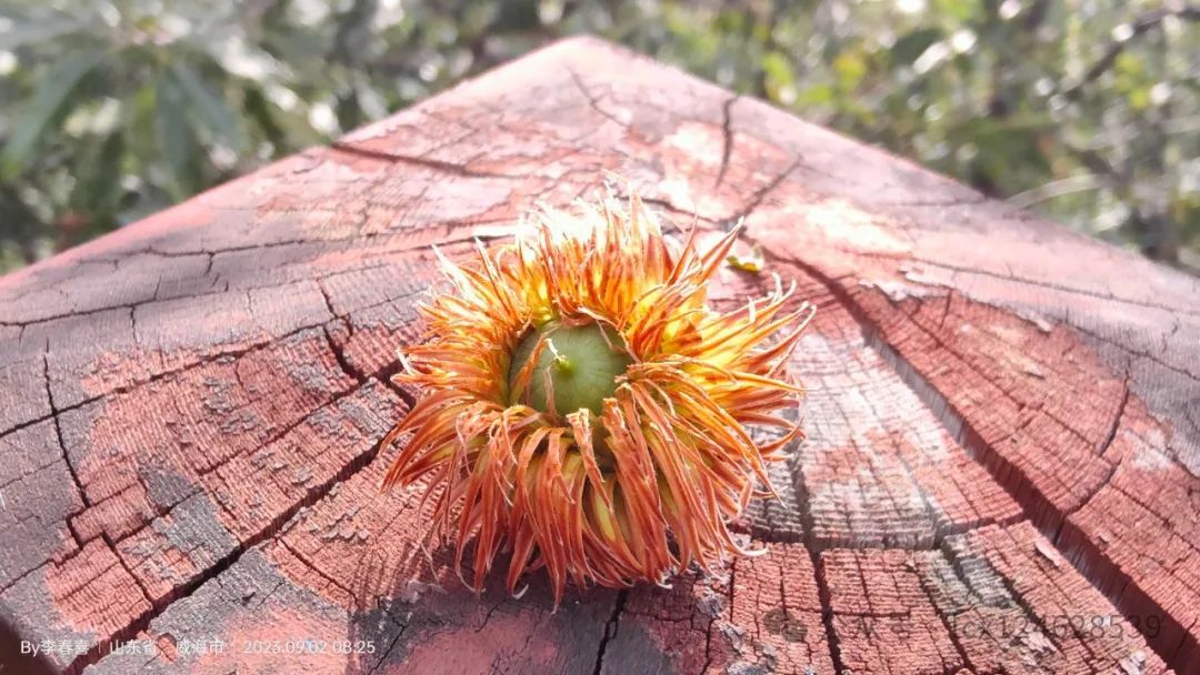 物语之槲树(Quercus dentata) - 关注森林