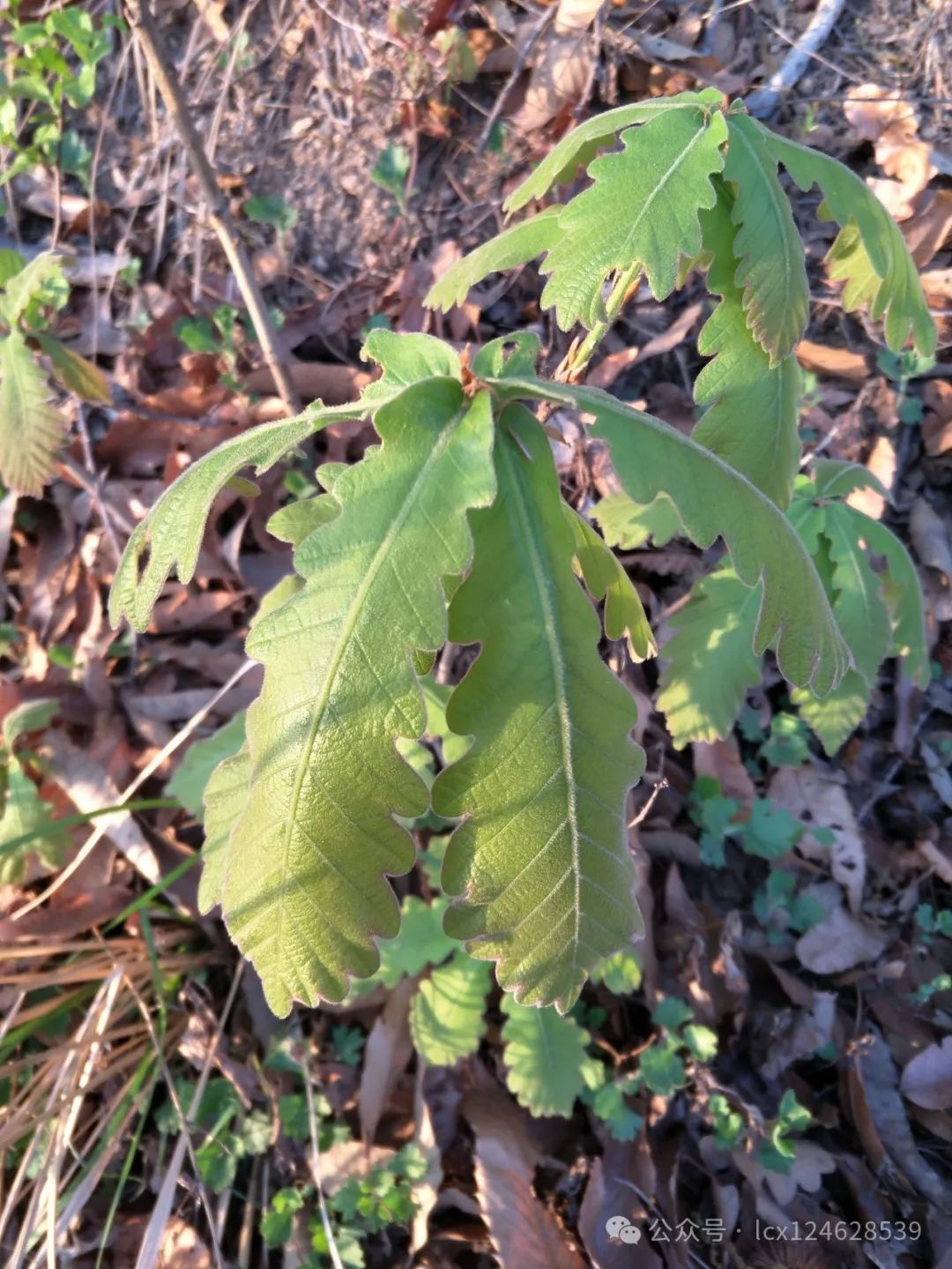 物语之槲树(Quercus dentata) - 关注森林