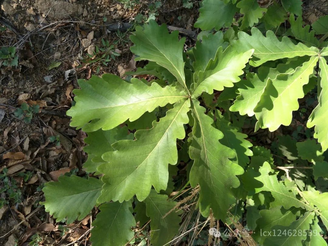 物语之槲树(Quercus dentata) - 关注森林
