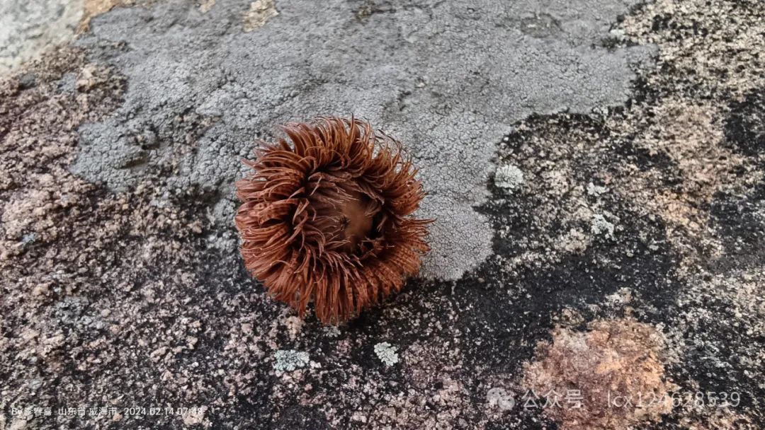 物语之槲树(Quercus dentata) - 关注森林