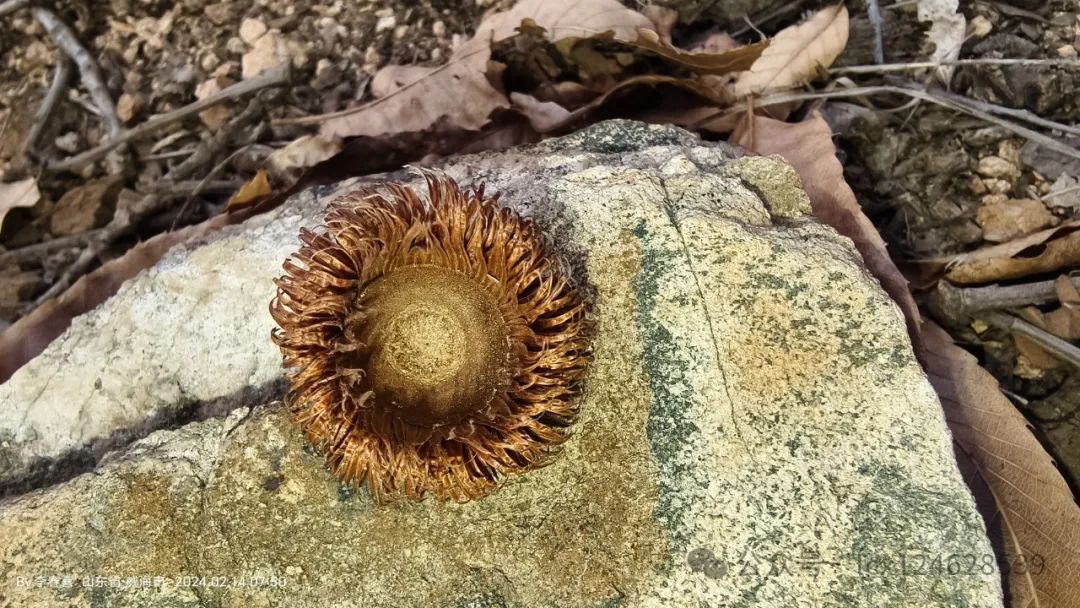 物语之槲树(Quercus dentata) - 关注森林