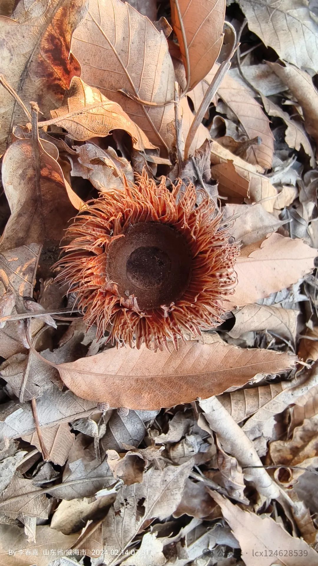 物语之槲树(Quercus dentata) - 关注森林