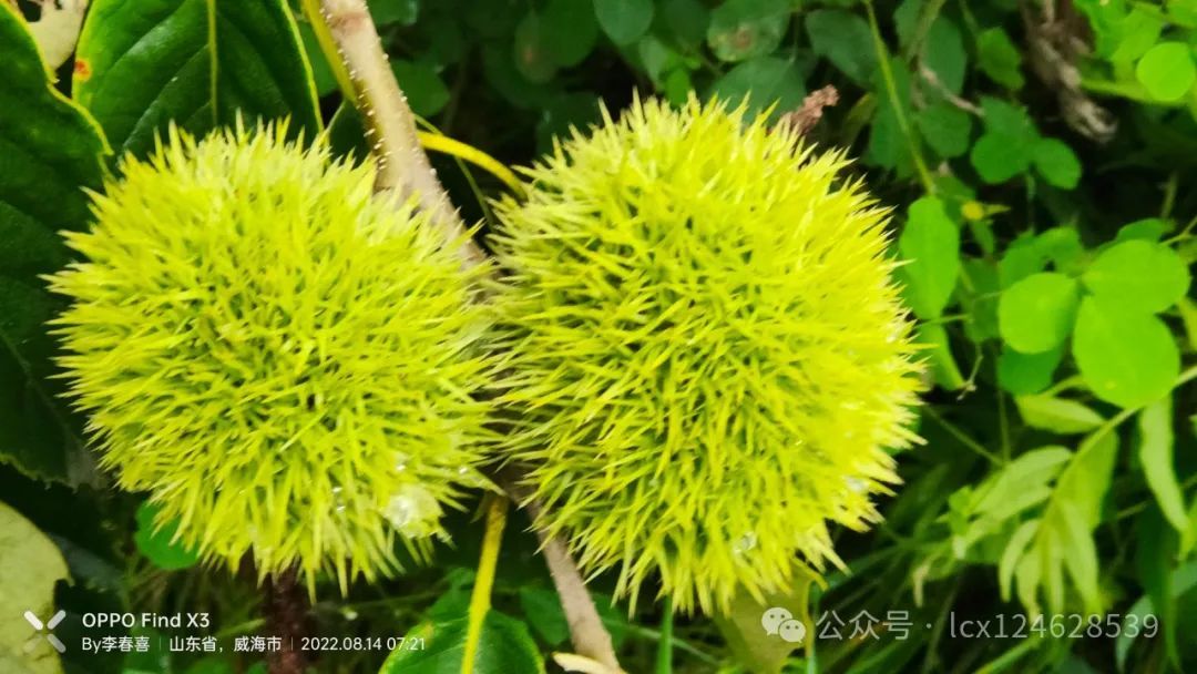 物语之栗(Castanea mollissima) - 关注森林