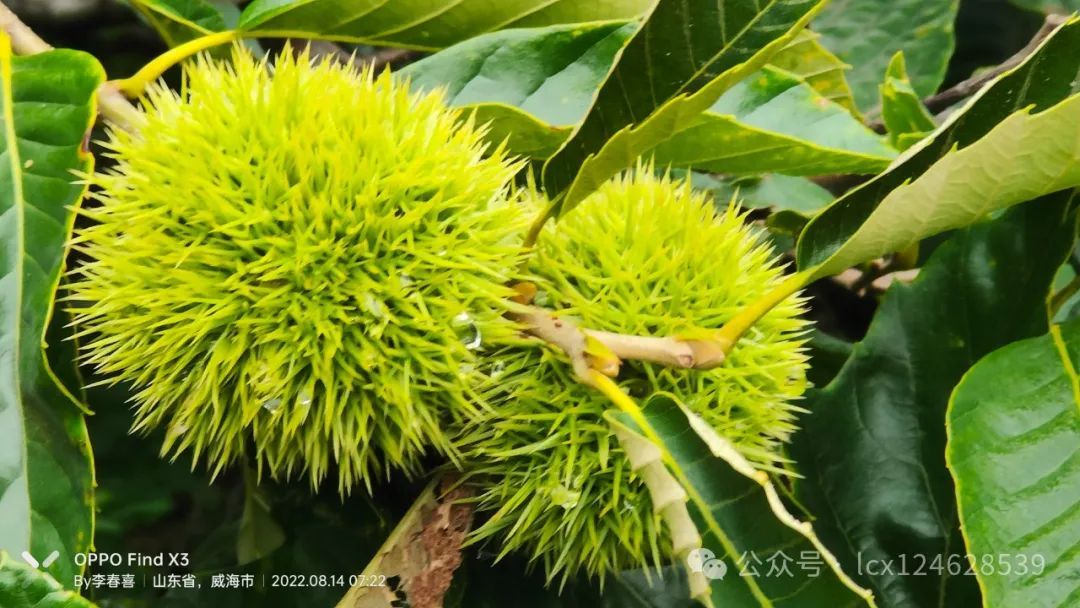 物语之栗(Castanea mollissima) - 关注森林