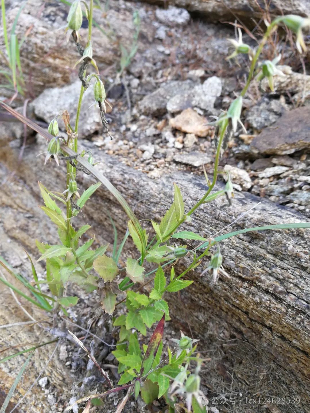 物语之石沙参(adenophora polyantha)