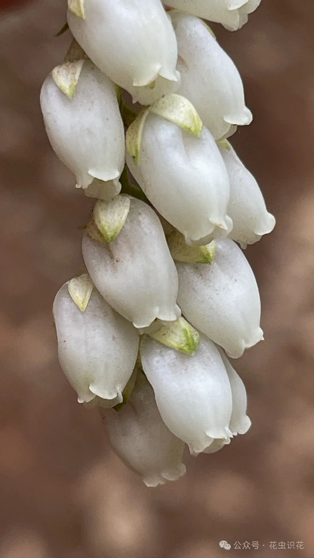 美丽马醉木(杜鹃花科 马醉木属)