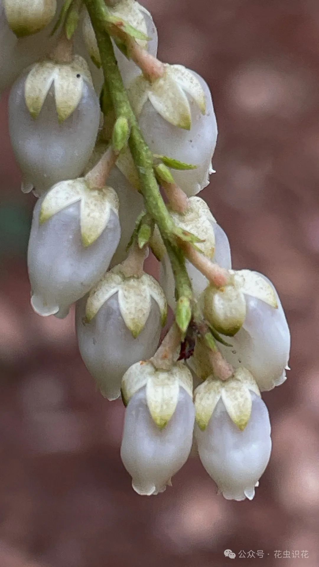 美丽马醉木(杜鹃花科 马醉木属)