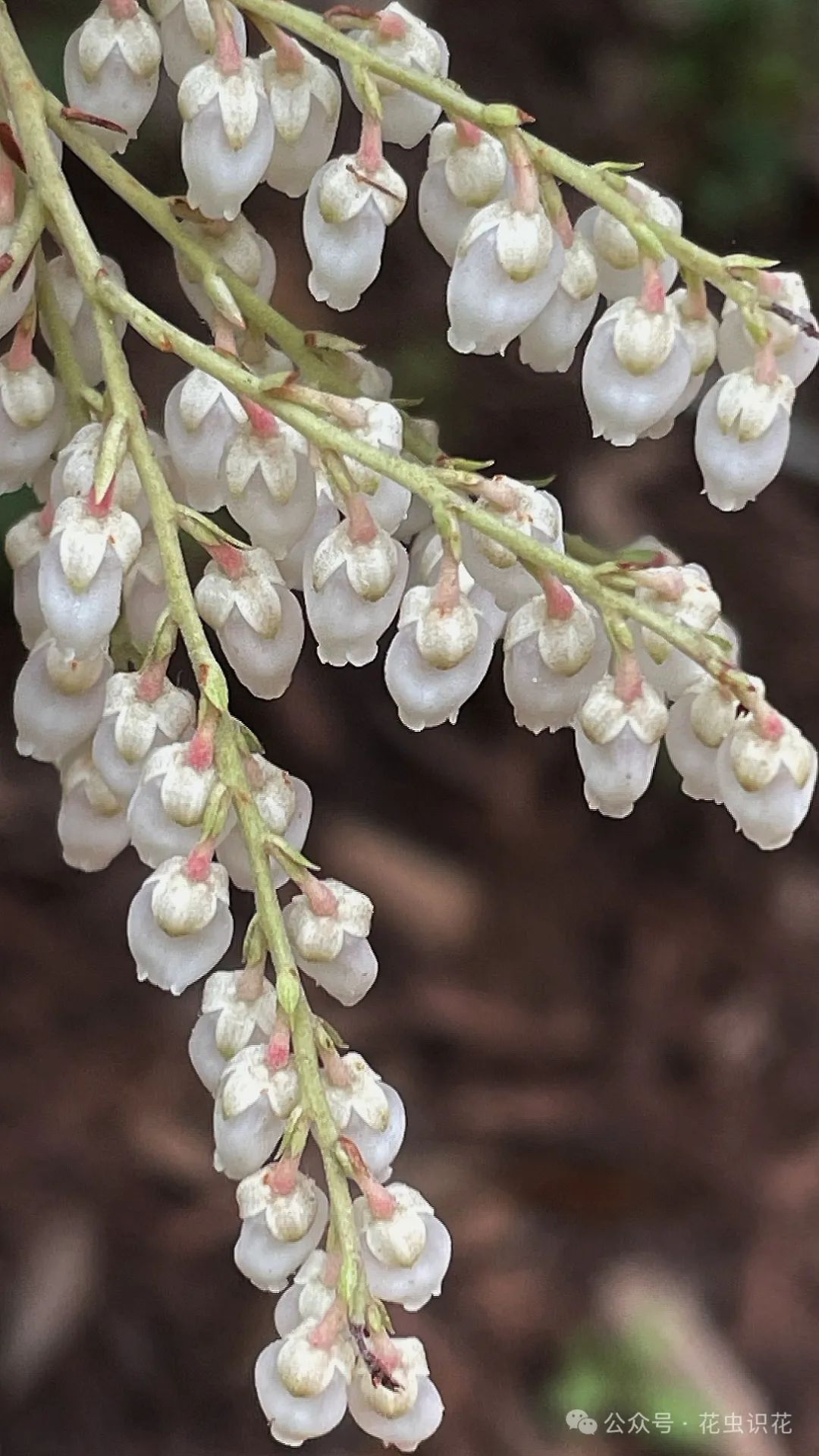 美丽马醉木(杜鹃花科 马醉木属)