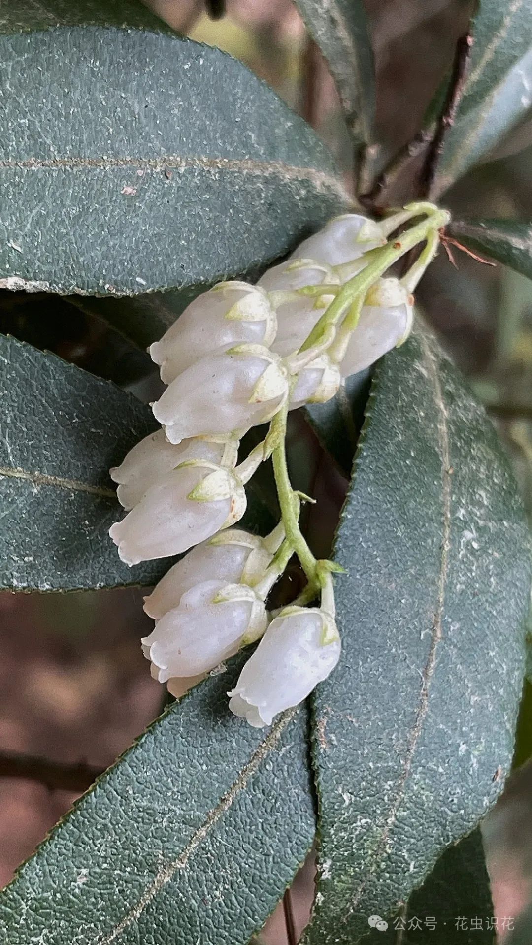 美丽马醉木(杜鹃花科 马醉木属)