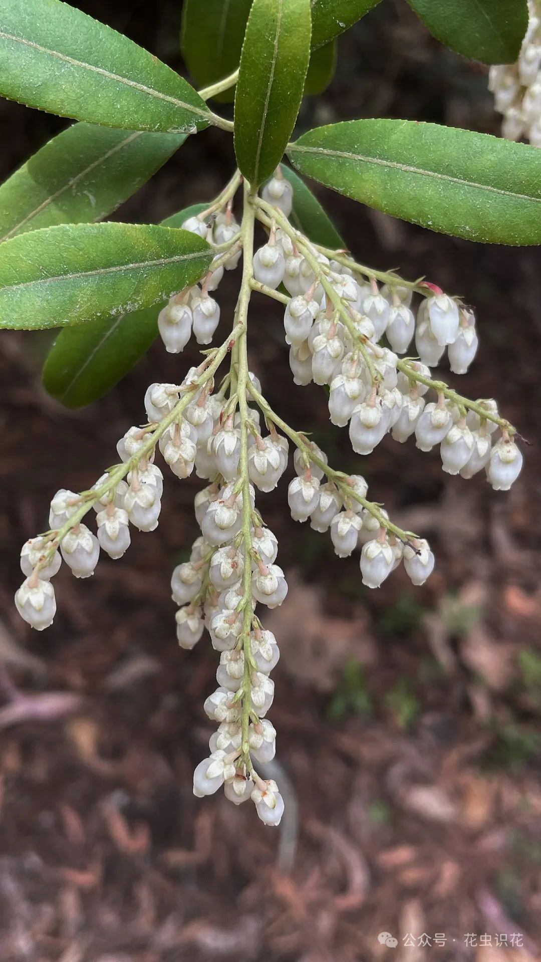 美丽马醉木(杜鹃花科 马醉木属)