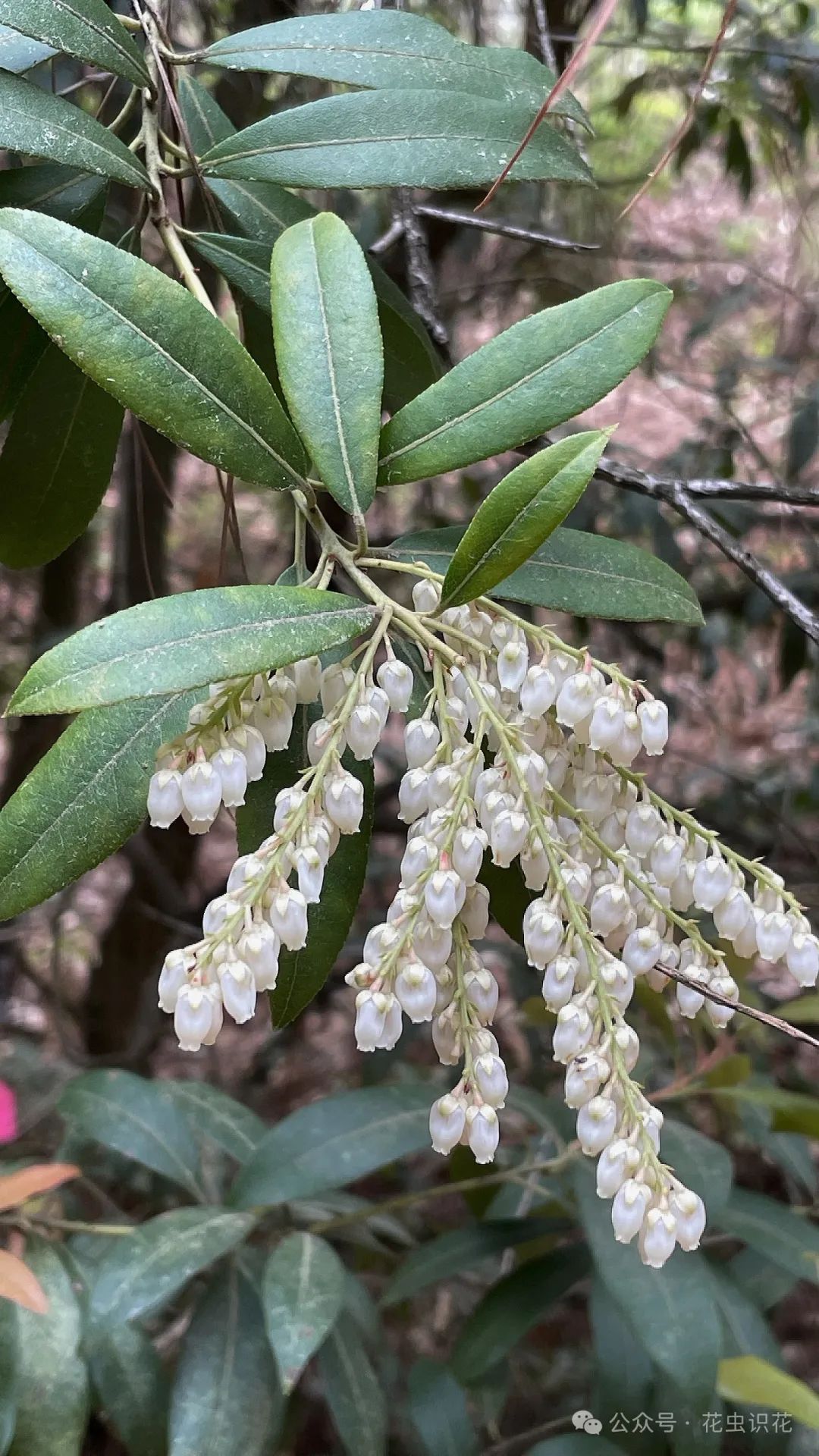 美丽马醉木(杜鹃花科 马醉木属)