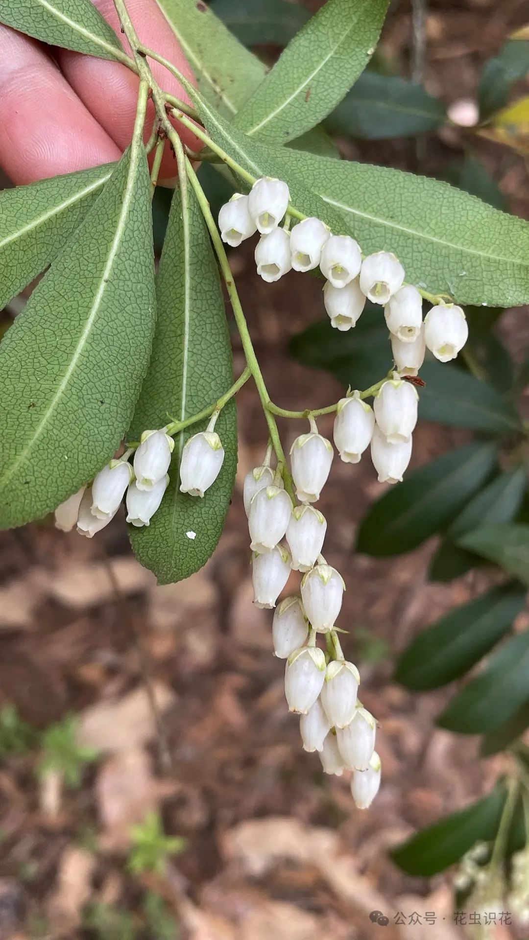 美丽马醉木(杜鹃花科 马醉木属)