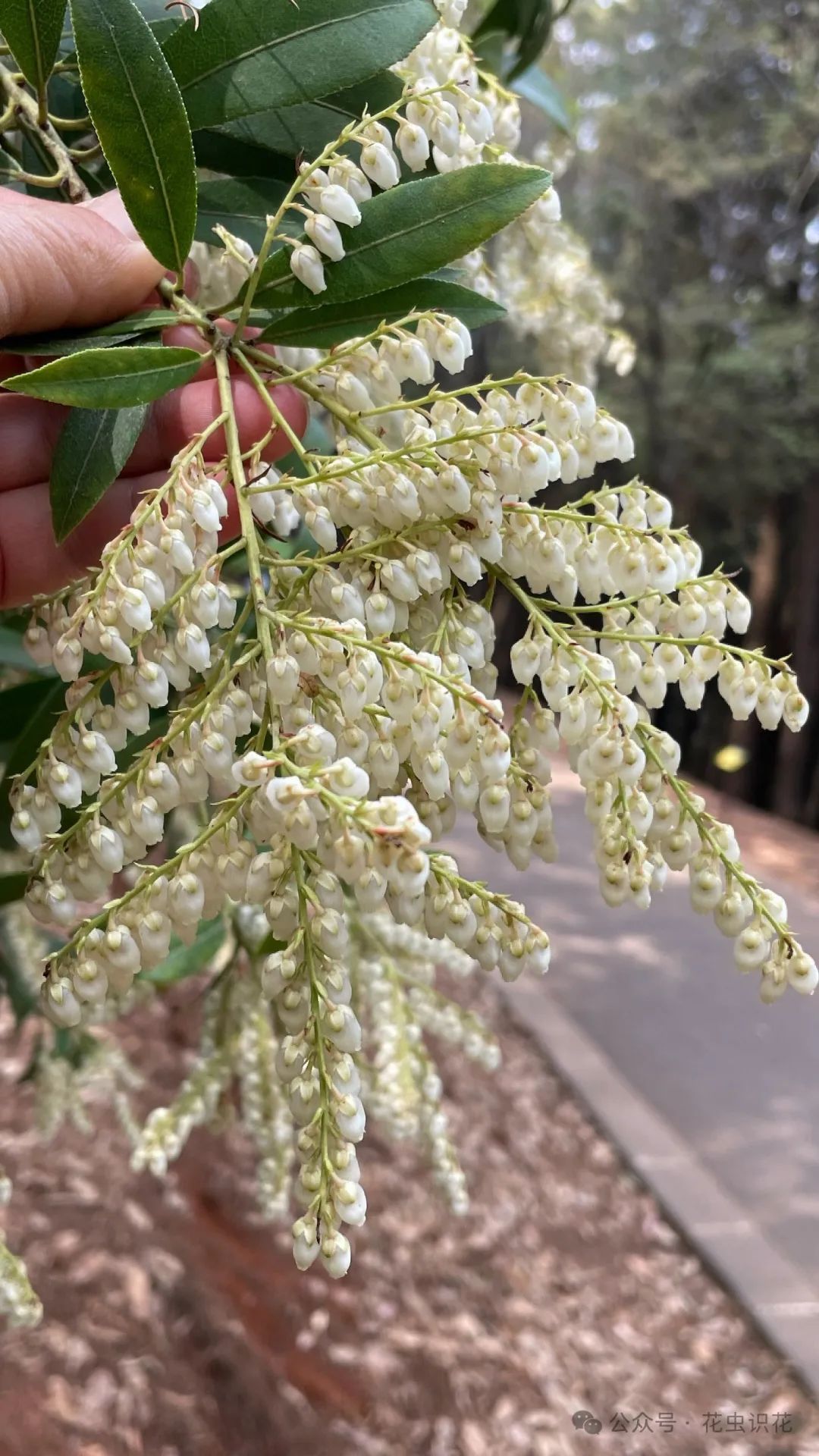 美丽马醉木(杜鹃花科 马醉木属)
