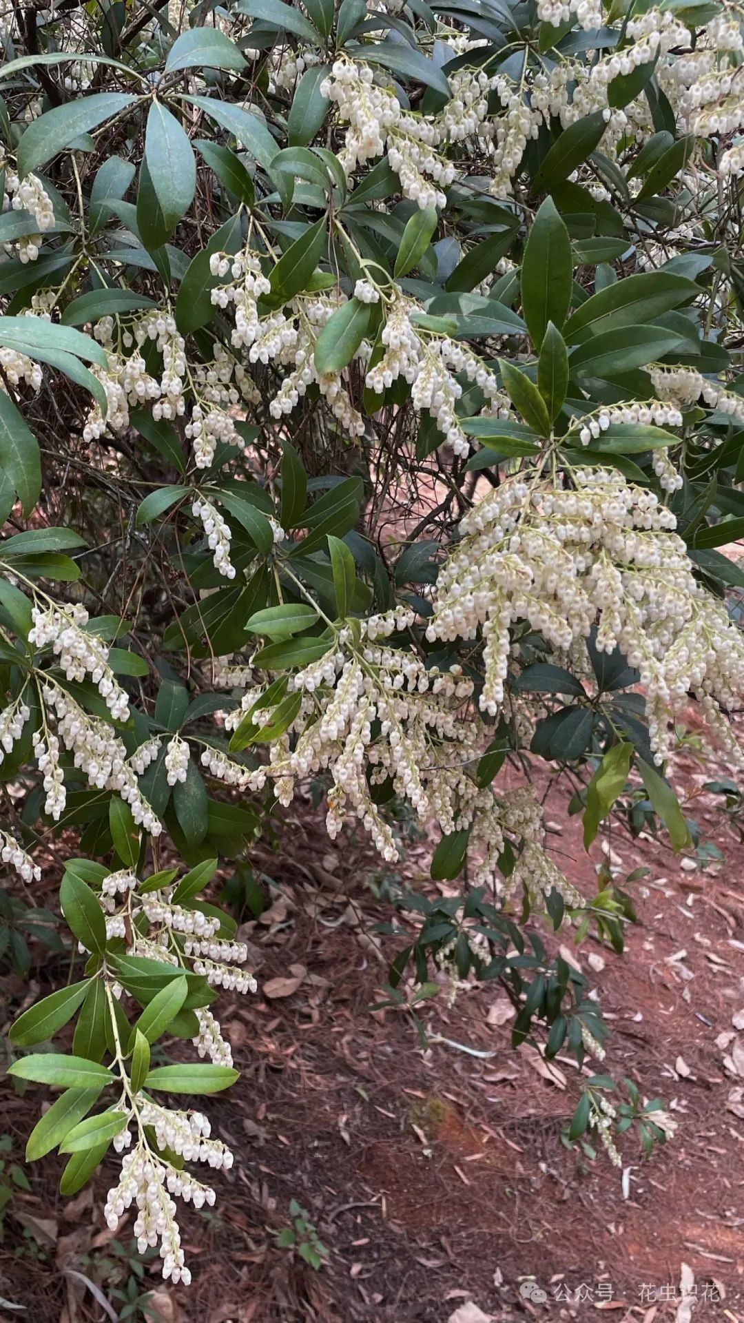 美丽马醉木(杜鹃花科 马醉木属)