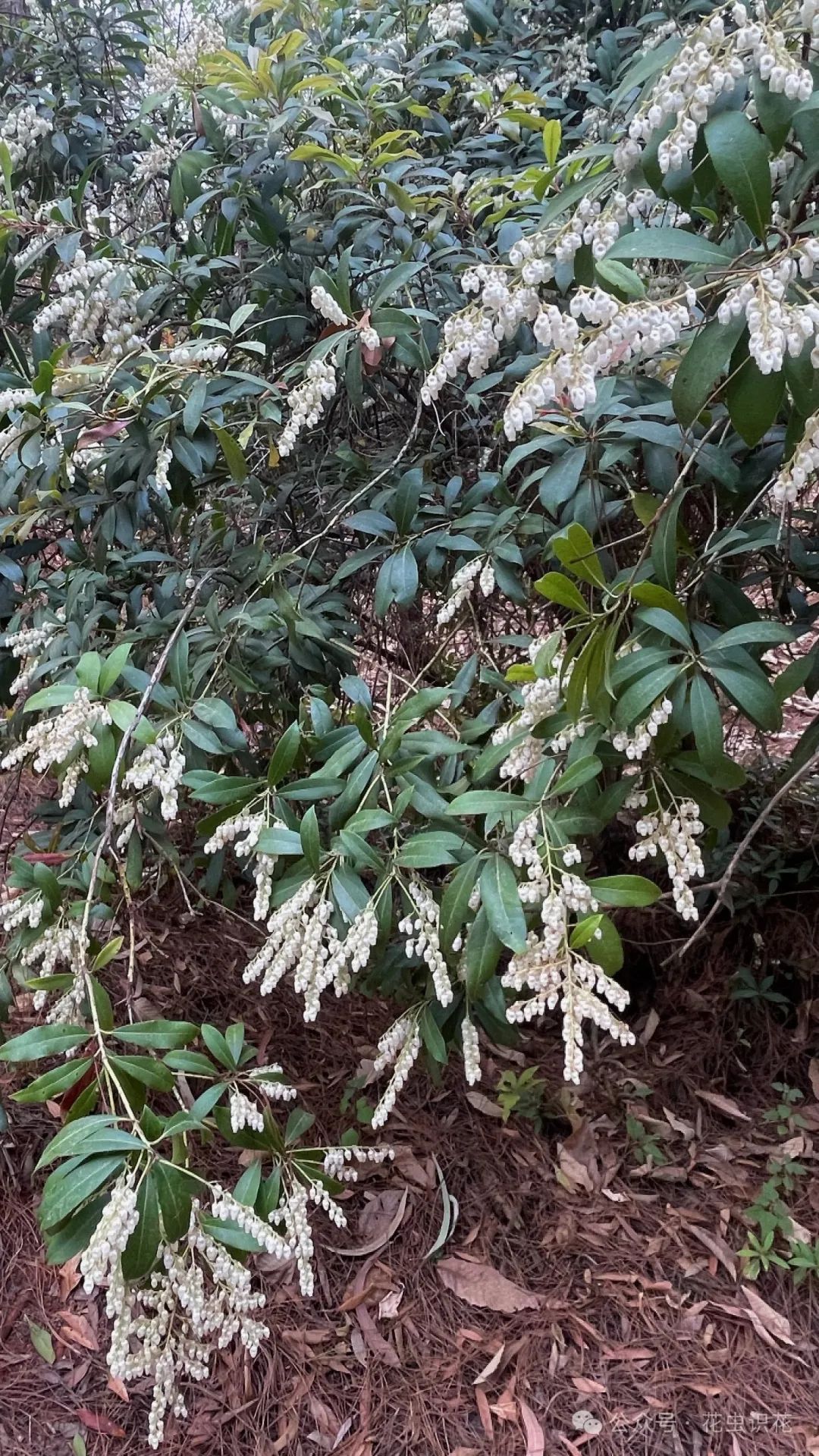 美丽马醉木(杜鹃花科 马醉木属)