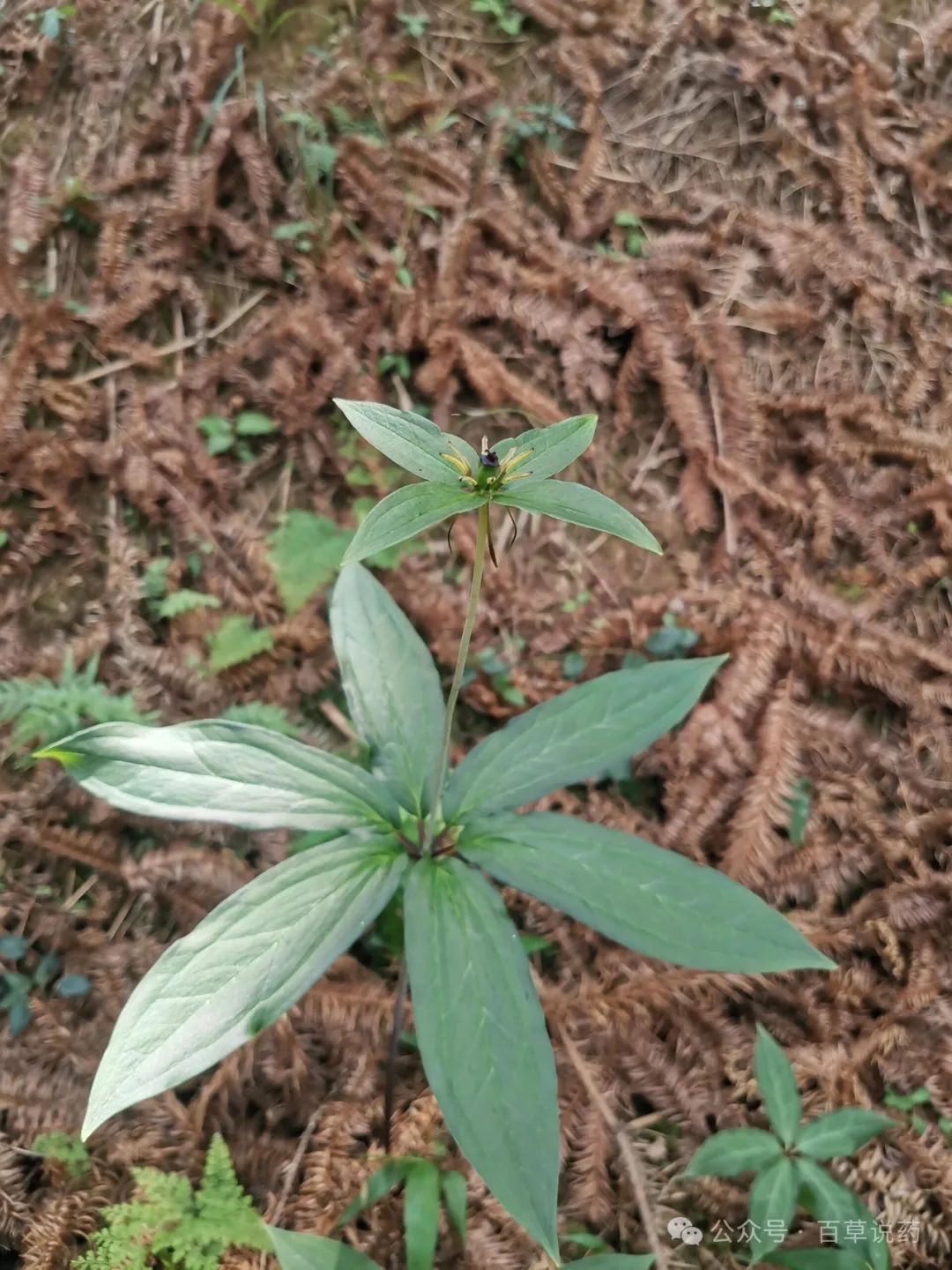 【中草药科普】每天认识一味中草药-重楼 - 关注森林