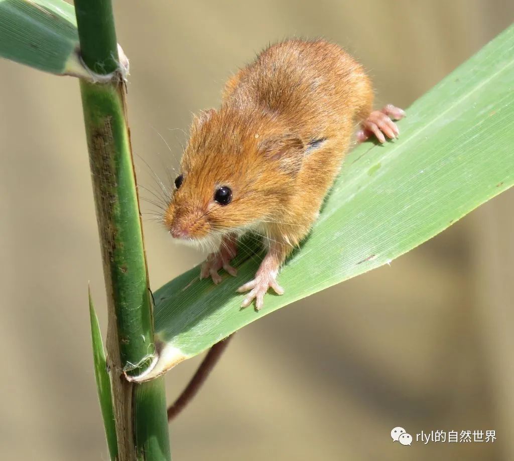 刺巢鼠图片