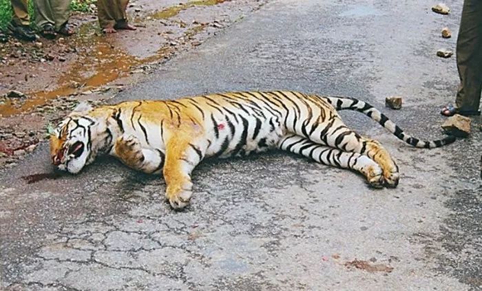 老虎保护印度强?听听科学家们的想法