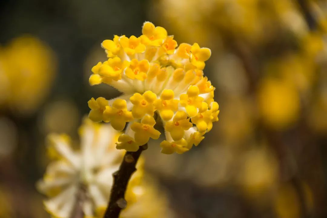 橙黄瑞香花图片图片