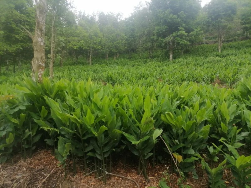 文山州持续深化国有林场改革成效显著 - 关注森林