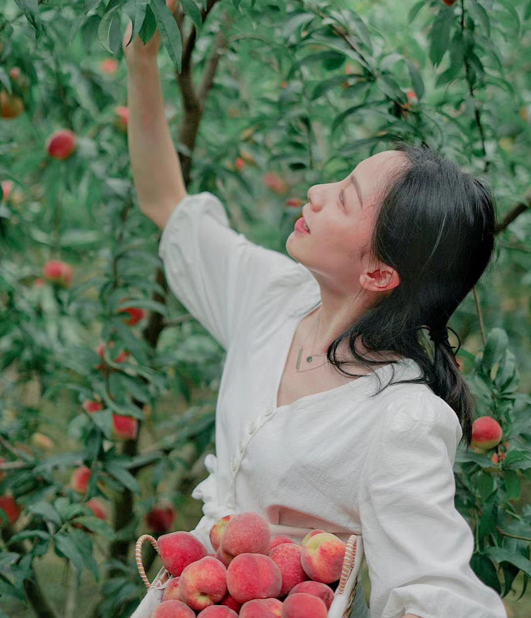 桃花林图片 美女壁纸图片