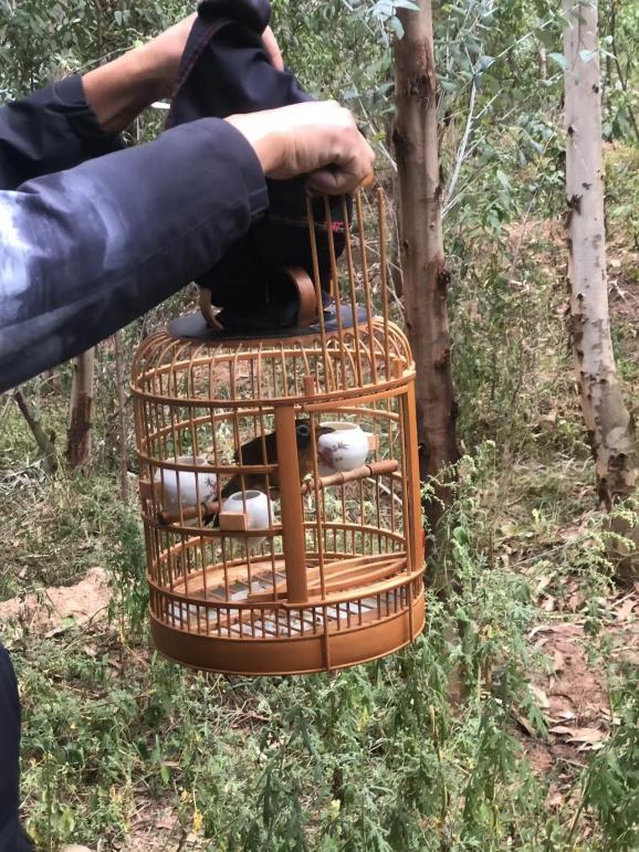 区林草局放生画眉鸟林中歌手回归家园