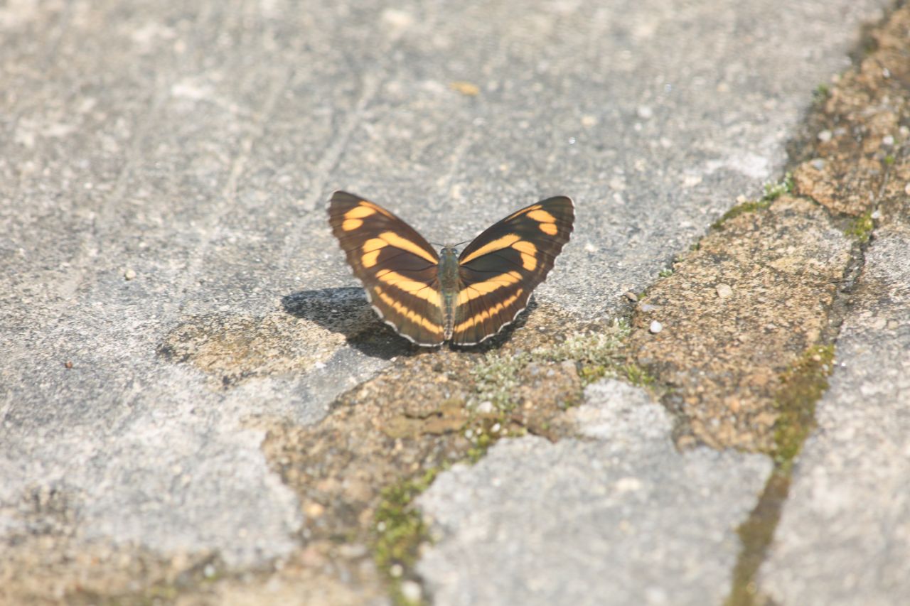 黄环蛱蝶图片