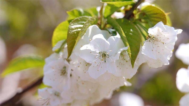 超唯美牟定的车厘子花迎春绽放