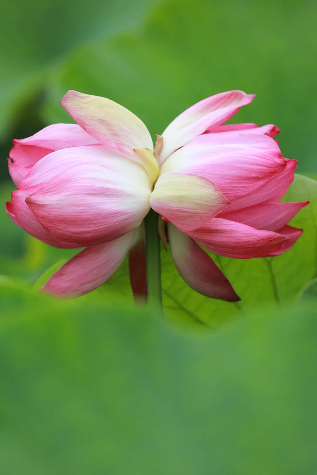 姚安光禄玫瑰古镇大荷塘惊现并蒂莲