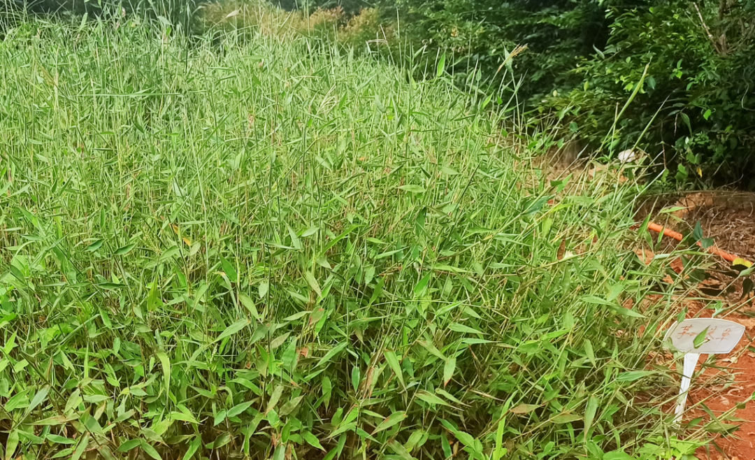 建水：以“临安”、“尖山”命名的两个乡土草品种通过省级审定 - 关注森林