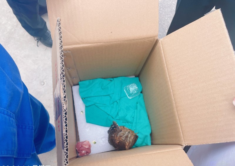 万载县林业局救助一只红角鸮幼鸟