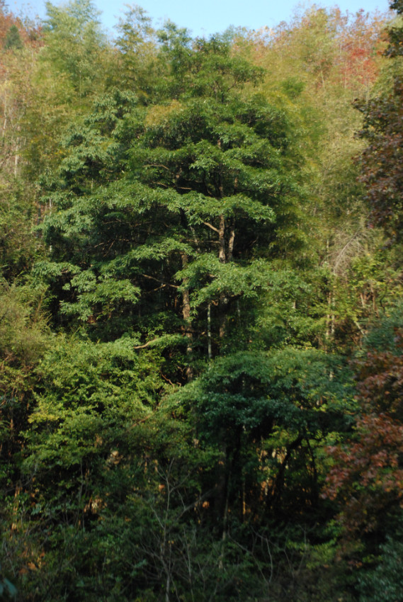 北罗霄国家森林公园图片