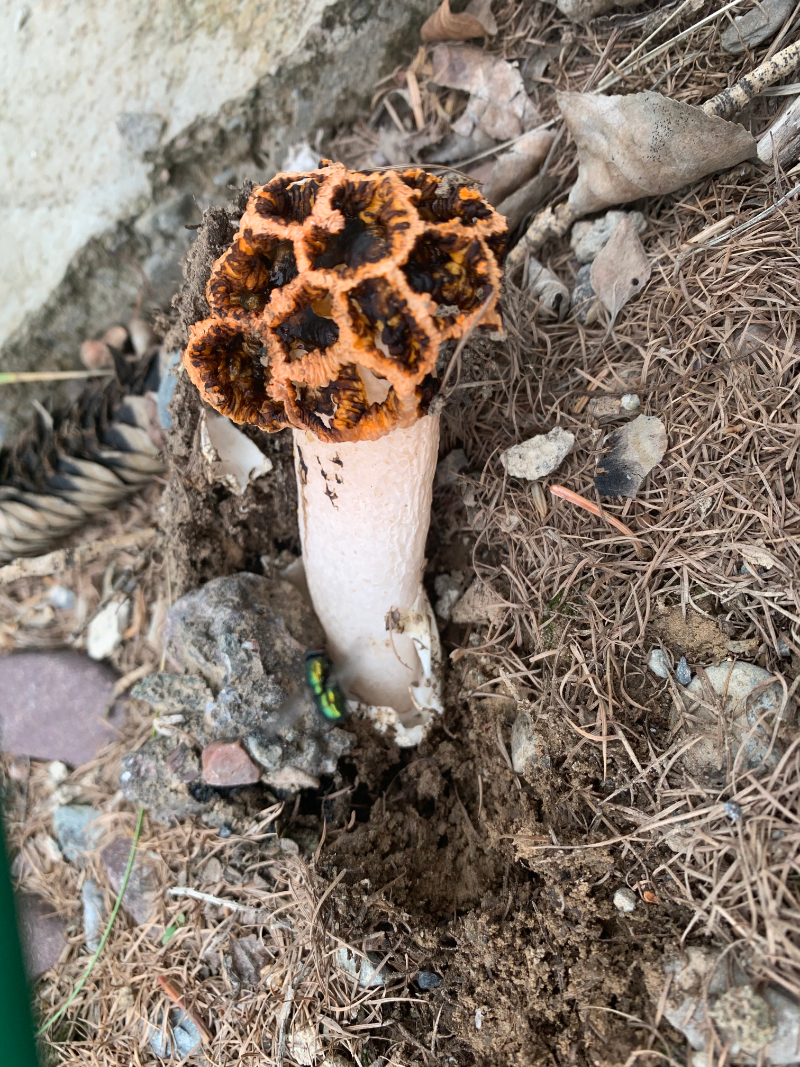 祁连山国家公园张掖分局首次发现球盖柄笼头菌