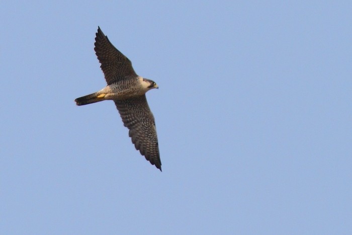 天福國家溼地公園 遊隼falco peregrinus