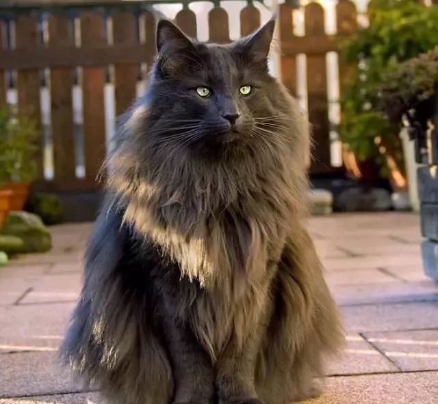 全球最美的29只猫咪