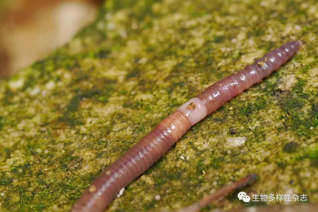 晚白垩纪以来繁盛的中国巨蚓科蚯蚓
